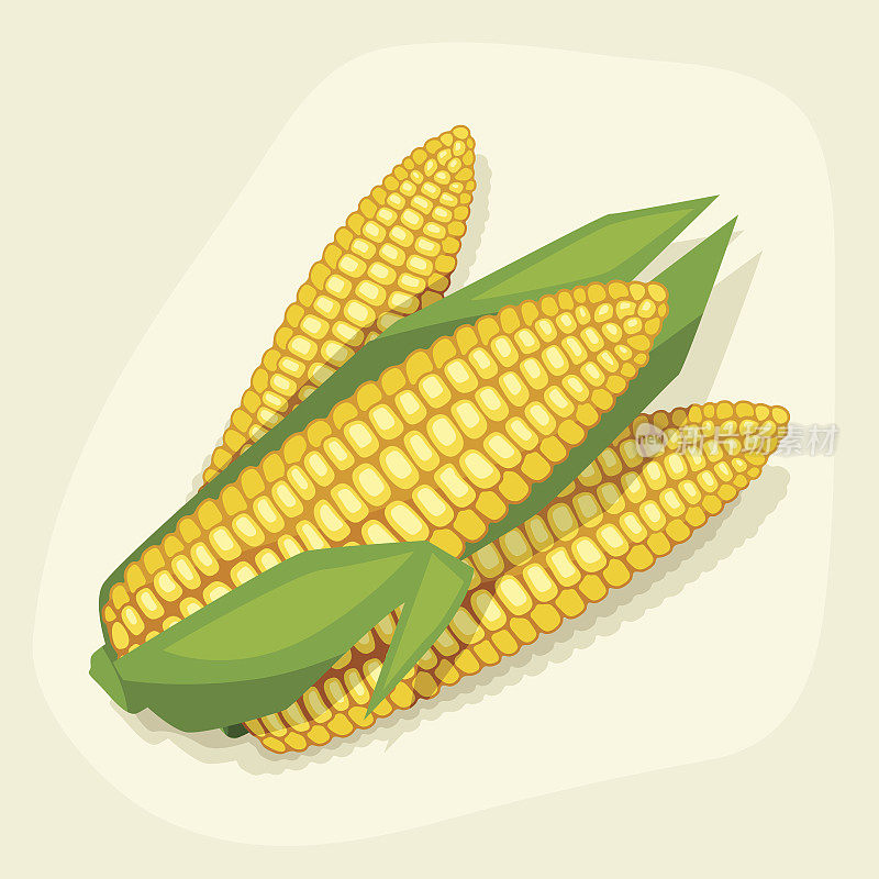 新鲜成熟玉米芯的程式化矢量插图。