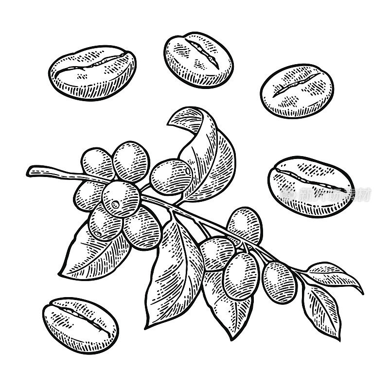 咖啡枝叶，浆果和豆子。古董向量雕刻