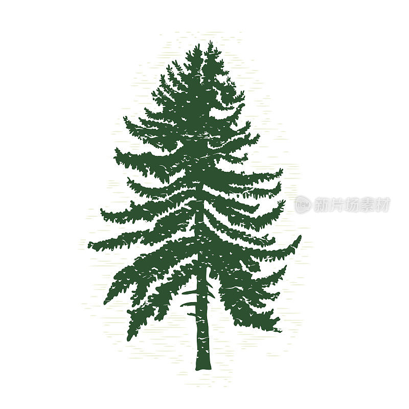 绿色松树的剪影，矢量插图。复古纹理垃圾杉树设计模板。矢量插图。