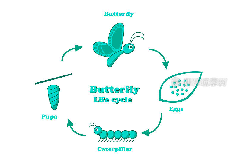 蝴蝶的生命周期在单色风格，向量