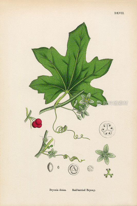 红莓布里奥尼，布里奥尼亚戴奥尼卡，维多利亚植物学插图，1863年