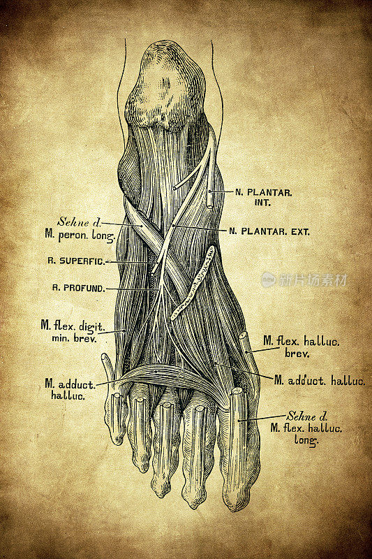 足部神经与肌肉