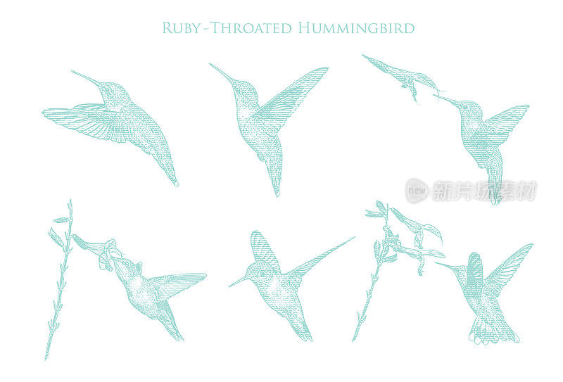 一套6只红宝石喉蜂鸟
