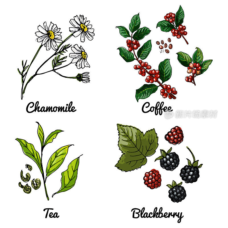 矢量食物图标的浆果，香草，花。食品的彩色素描。甘菊，咖啡枝，茶叶，黑莓