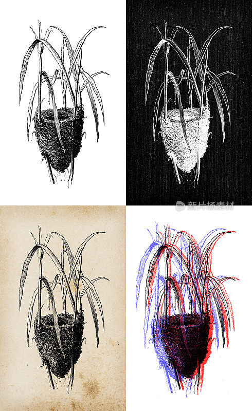 古董动物插图:苇莺巢