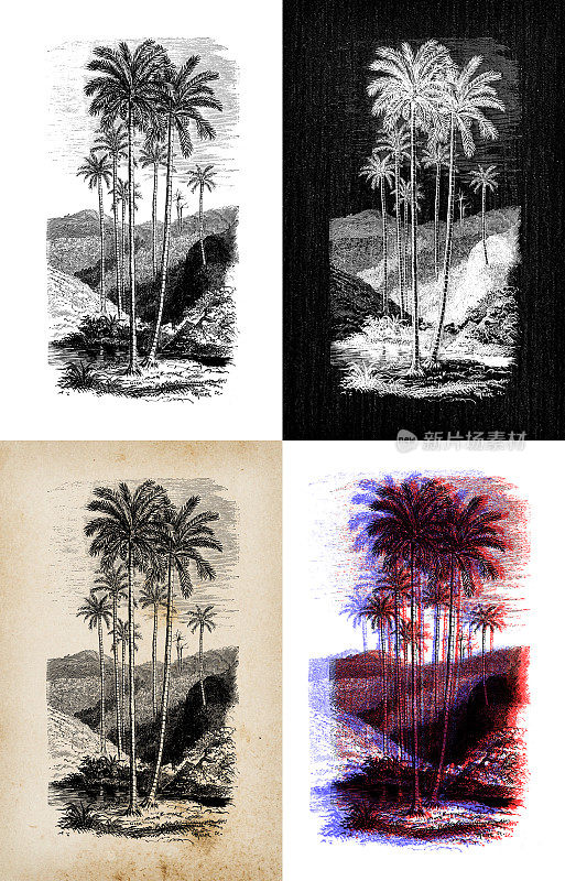 古董植物学插图:蜡树、蜡棕榈