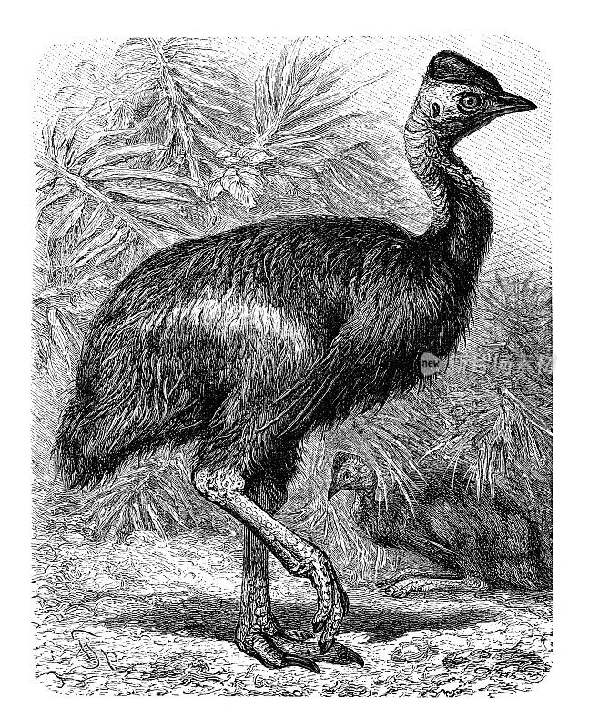 澳大利亚食火鸡不会飞的鸟画于1898年