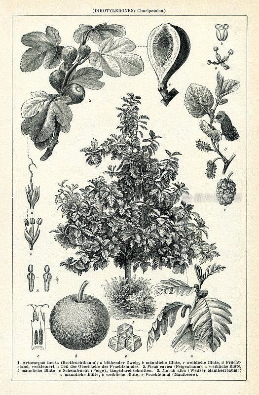 面包果、无花果、桑树的草本绘图1895