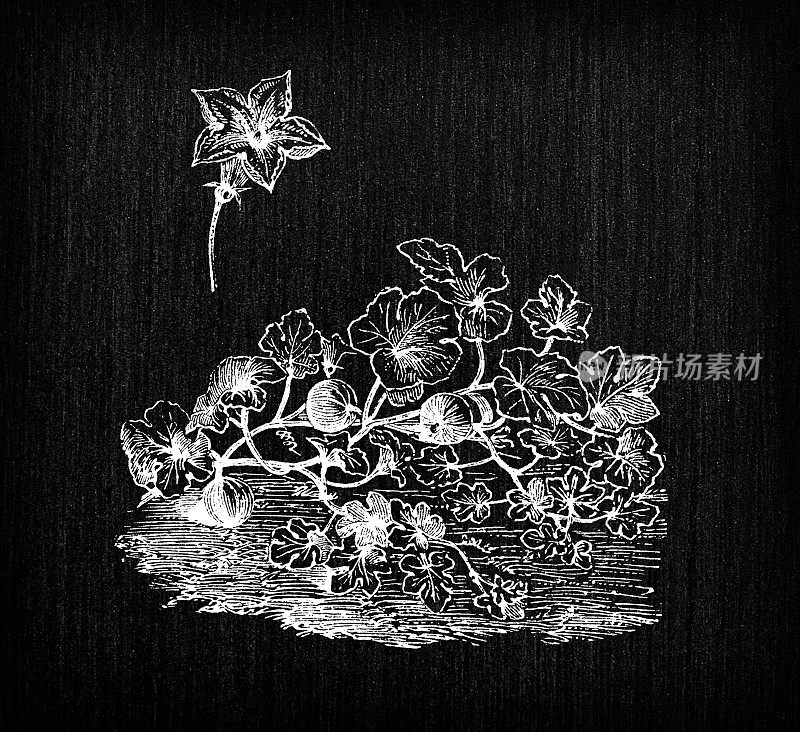 植物学蔬菜植物仿古雕刻插画:葫芦