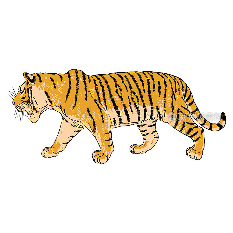 老虎走。东北虎或西伯利亚虎，大型野猫。濒危动物来自红皮书，手绘。向量。