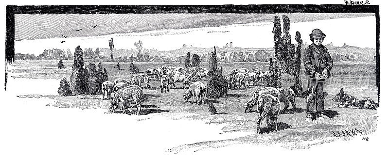 Lüneburg希思，牧人，羊群
