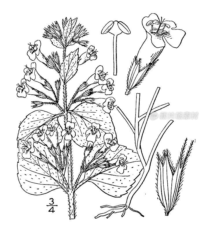 古植物学植物插图:菖蒲、菖蒲、菖蒲