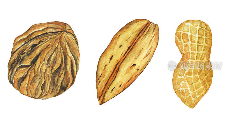 水彩坚果设置-花生，杏仁，核桃孤立在白色背景。手画插图与食物收集。