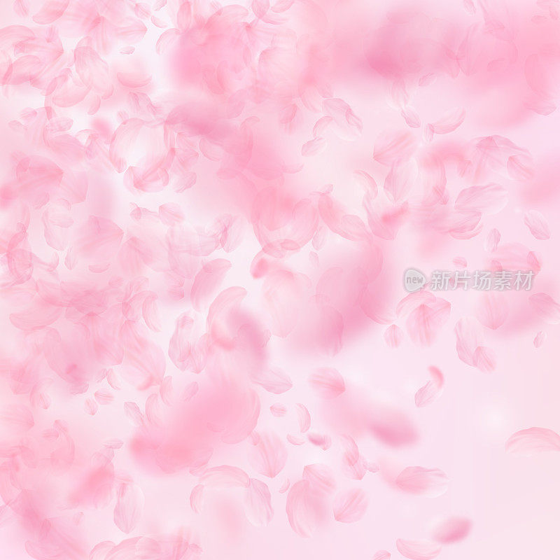 樱花花瓣飘落。浪漫的粉红色花朵梯度。飞舞的花瓣在粉红色的方形背景上。爱情,浪漫的概念。有创意的婚礼邀请