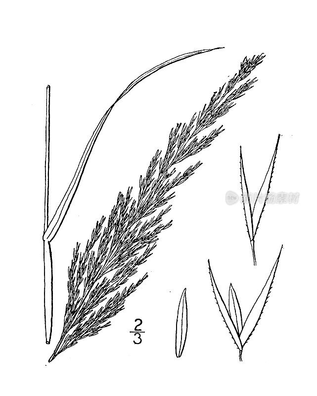 古植物学植物图例:粗糙叶弯草