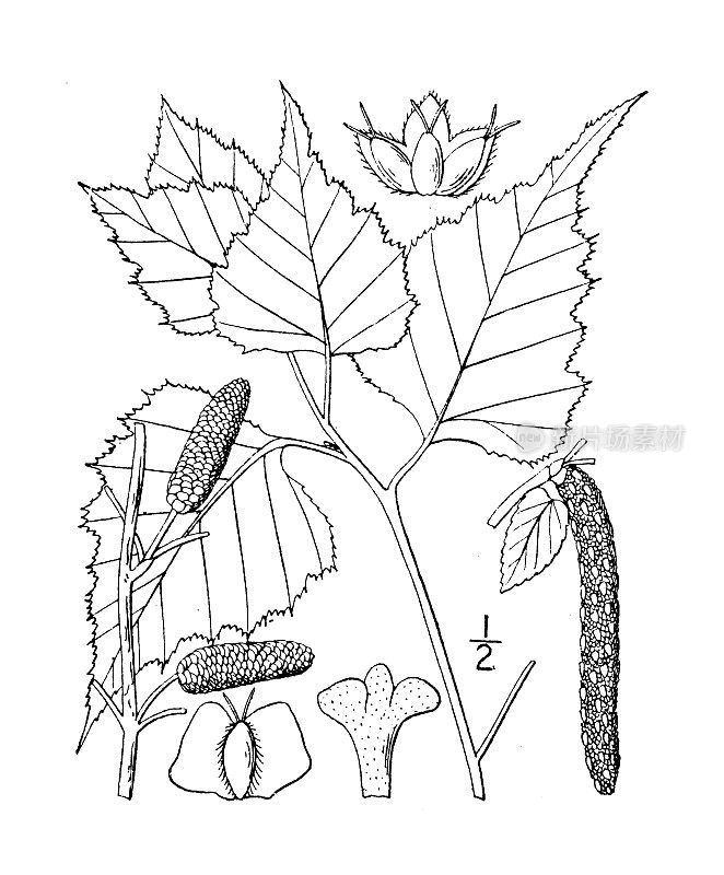 古植物学植物插图:白桦、美国白桦