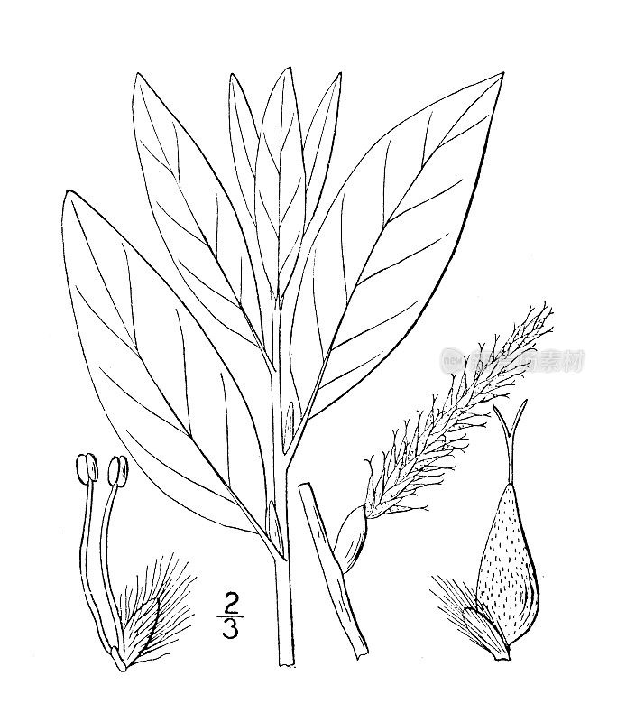 古植物学植物插图:杨柳、茶叶柳