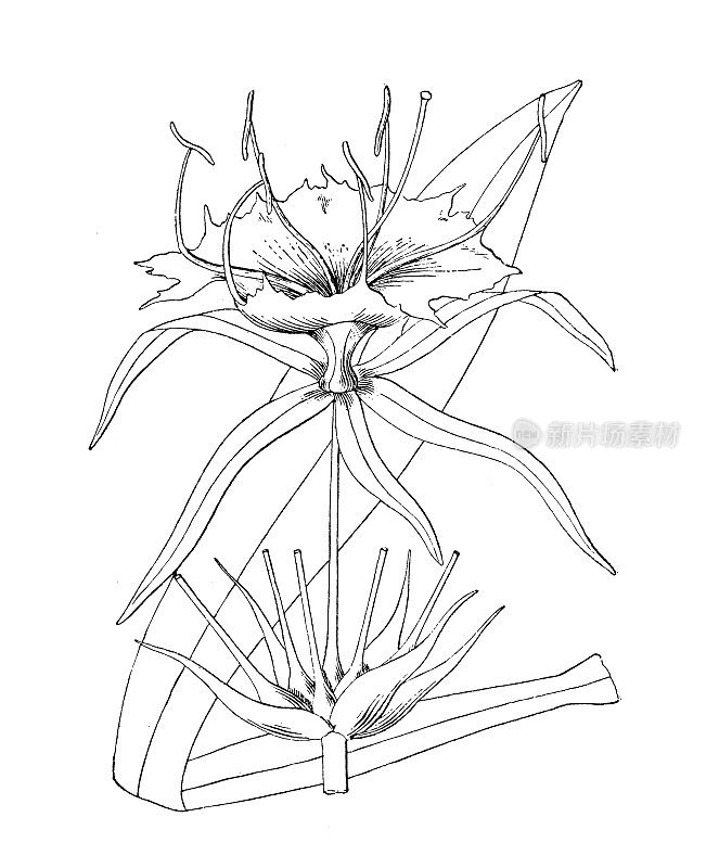 古植物学植物插图:膜萼花、膜萼花