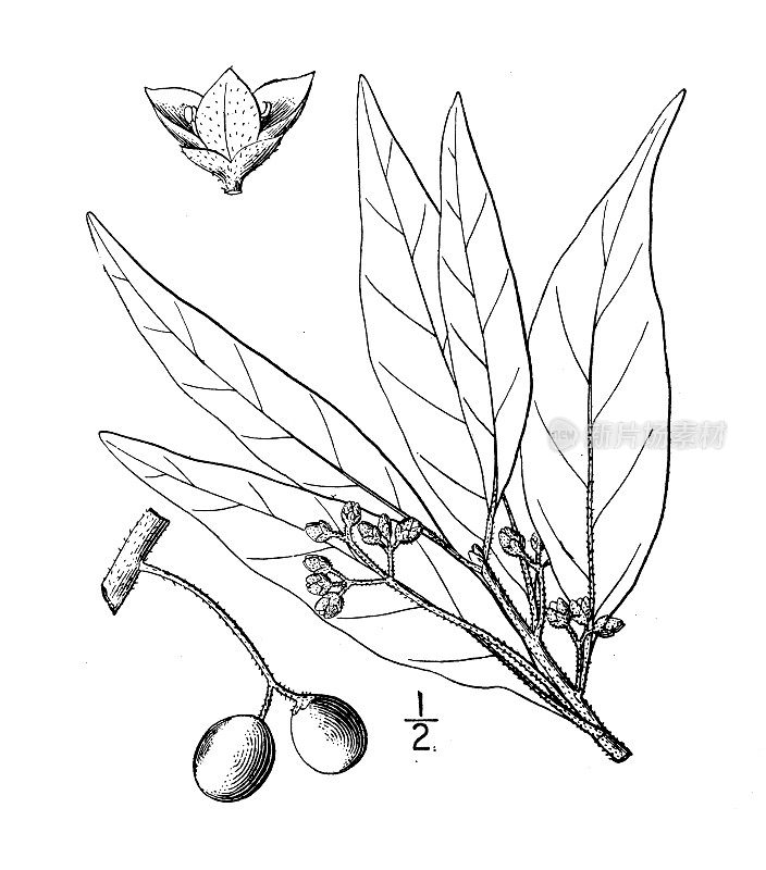 古植物学植物插图:沼泽湾的波斯毛茅