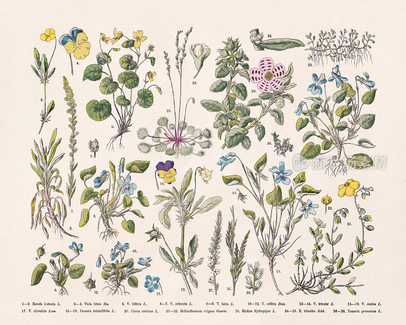 开花植物(玫瑰)，手工彩色木版版画，1887年出版
