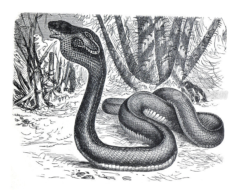 古毒蛇纳加·特里普特蛇或球麻痹蛇。野生动物。热带野生动物的插图。手绘雕刻插图。蛇的海报。
