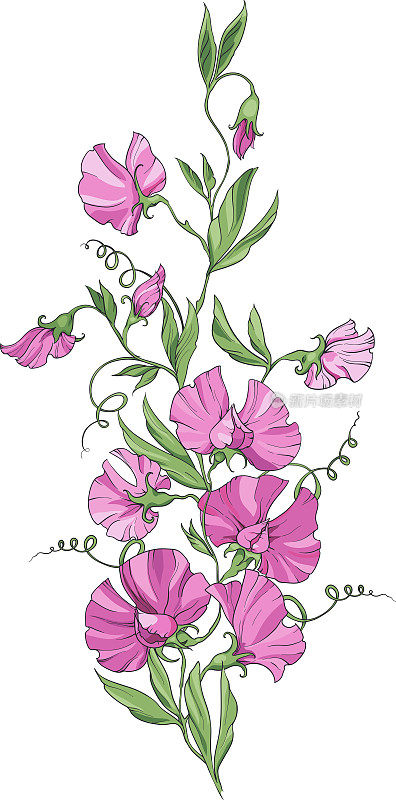 一束带粉色花朵的甜豌豆