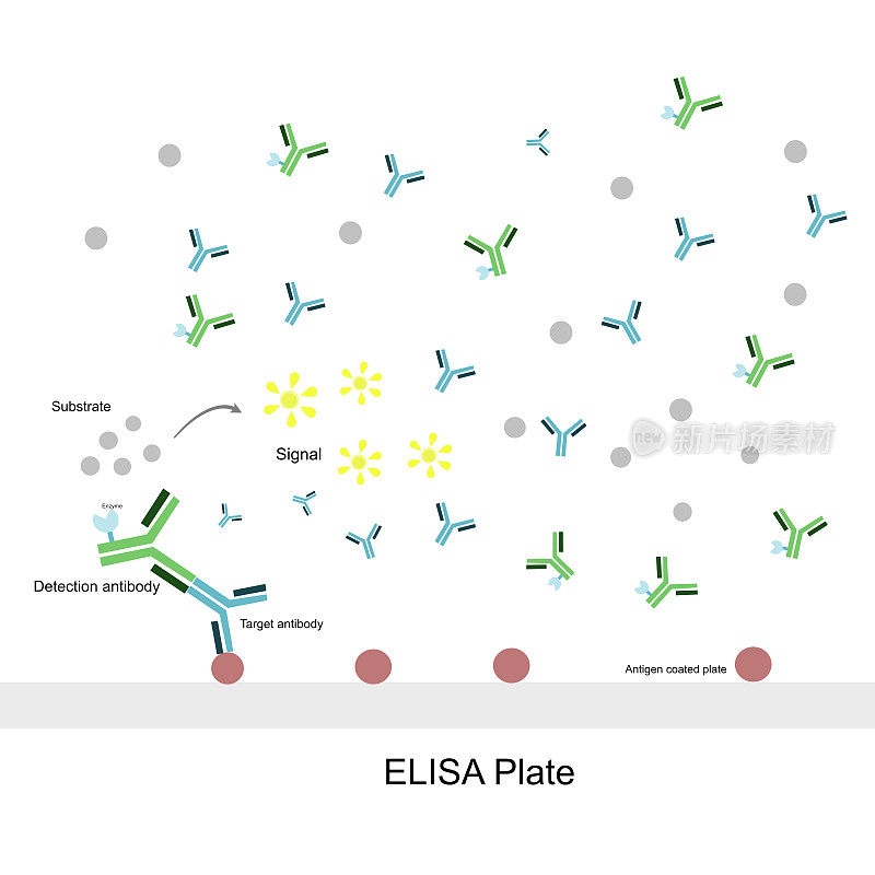 间接ELISA法检测靶抗体的一般原理