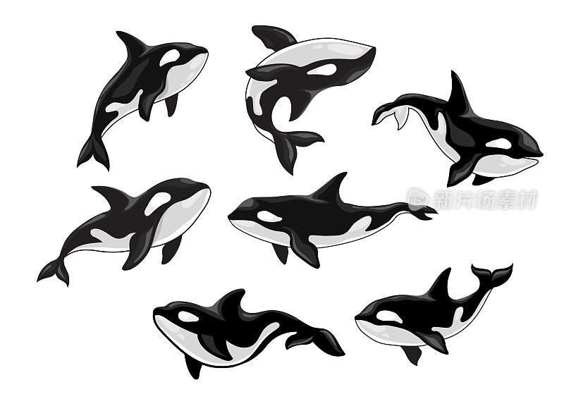 一套虎鲸，逆戟鲸，动物设计