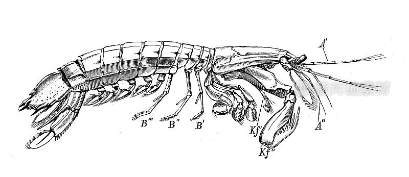 古代生物动物学图像:乌贼螳螂
