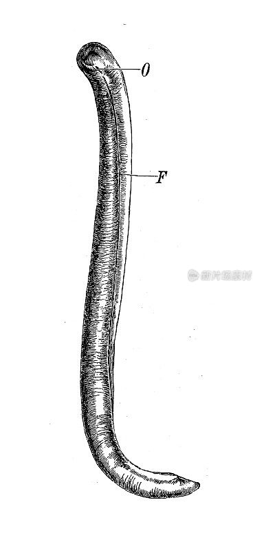 古代生物动物学图像:斯鲁特里螺