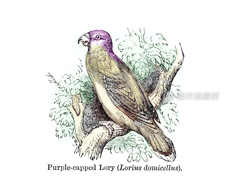 紫冠鹦鹉