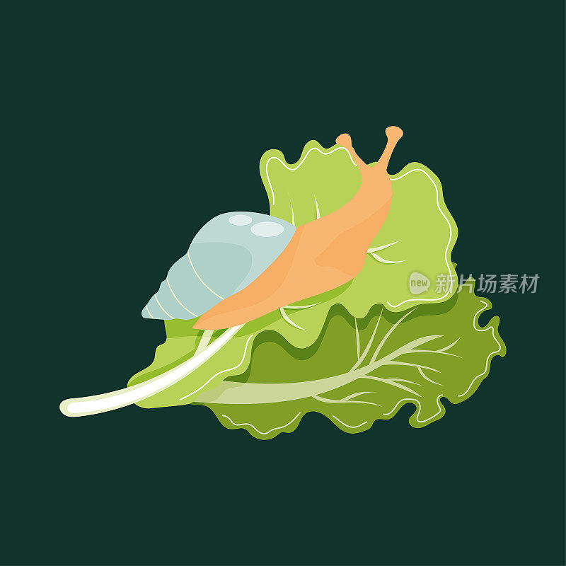 手绘蜗牛在生菜叶上的深绿色背景。