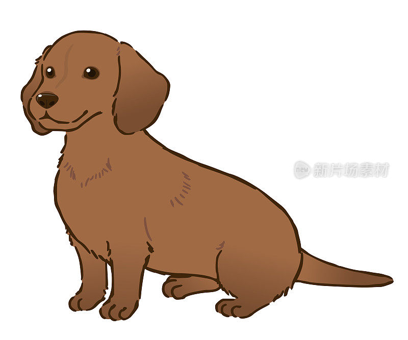 坐式腊肠犬(毛光滑，棕色毛)