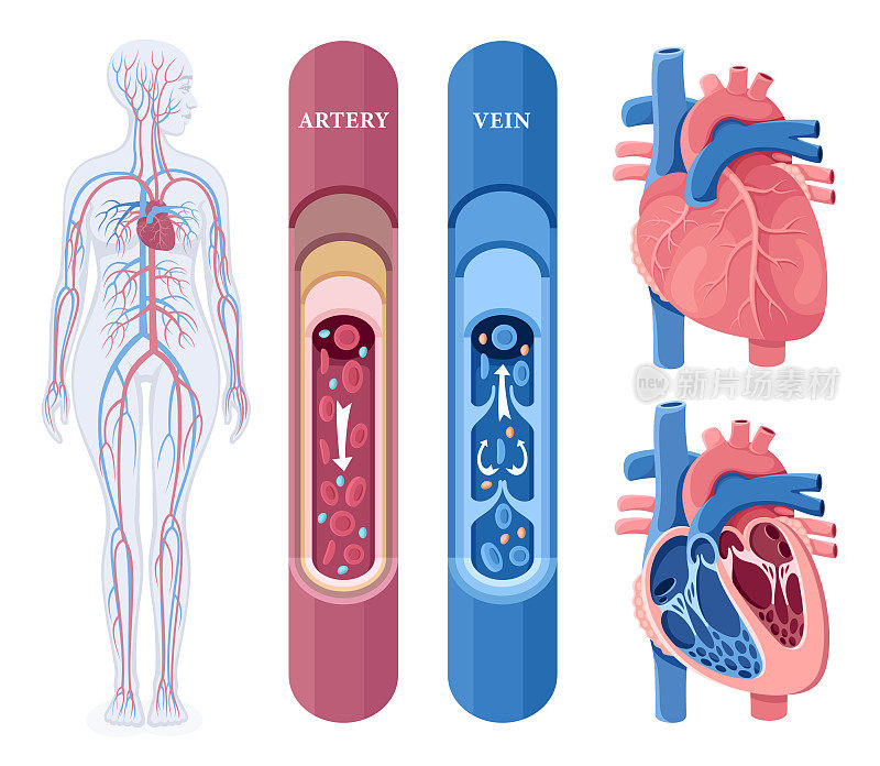 人体循环系统。女性的身体。人类的心。心血管系统。动脉和静脉。