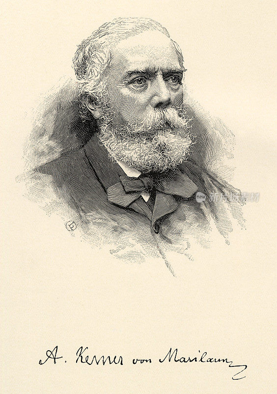 安东・克纳・冯・马里劳恩的肖像，《植物自然史》的作者，维多利亚植物插图，1897年