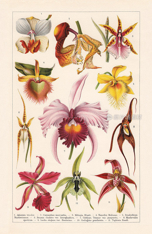 兰科植物，色版画，1900年出版
