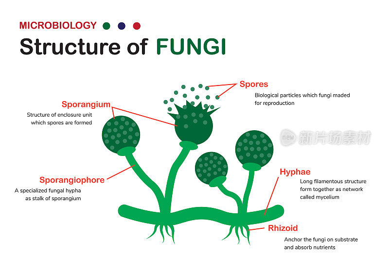 生物学示意图显示真菌(霉菌、面包霉菌)的基本结构