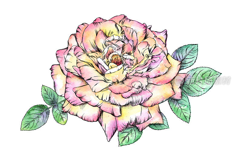 开放玫瑰水彩和墨水花卉画。向量EPS10插图