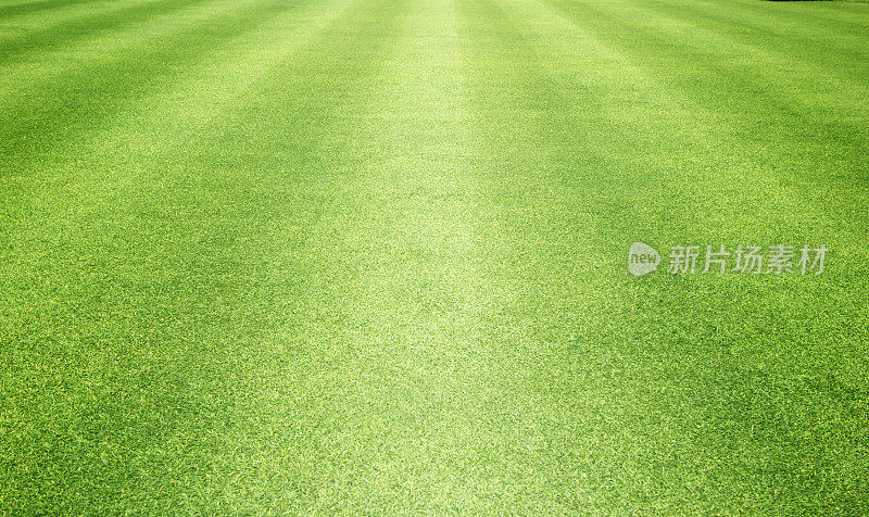 草地背景高尔夫球场绿色草坪