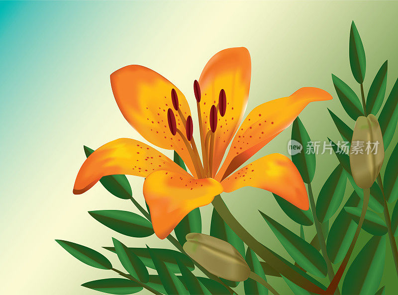 橙色百合现实花卉插图