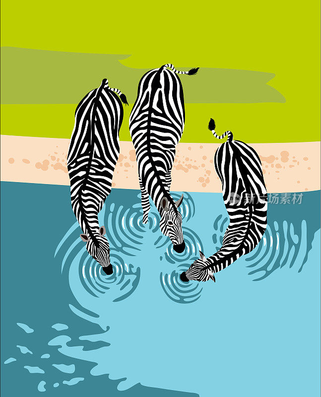 斑马喝水，俯视图