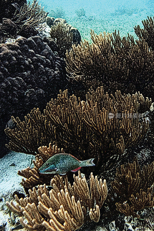 加勒比海珊瑚礁和热带鱼
