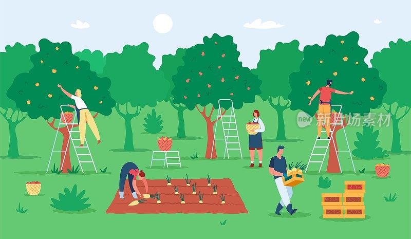 人们收获水果，农民在花园里摘苹果。农业工人从树上采摘水果。收获季节矢量图
