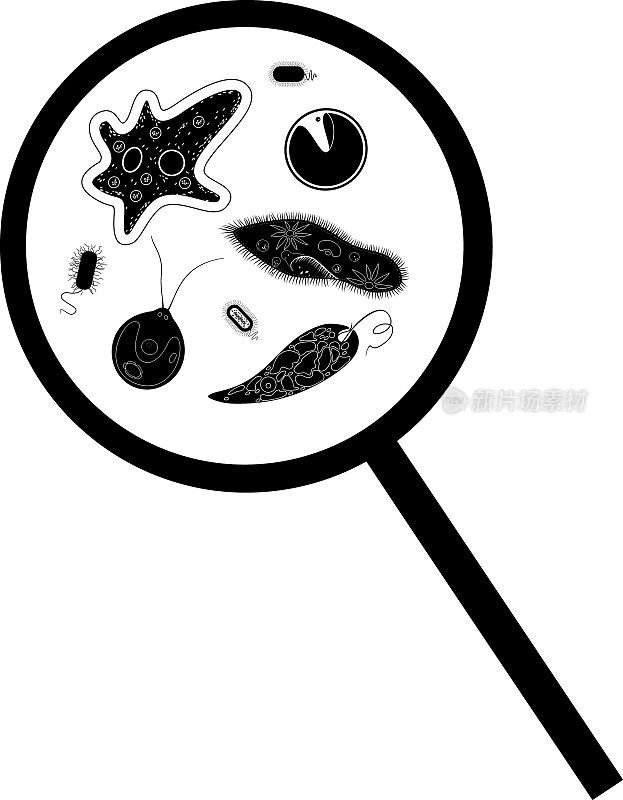 显微镜下的单细胞生物的黑色剪影:在放大镜下的原生动物(尾草履虫、变形变形虫、衣藻、绿藻)和细菌