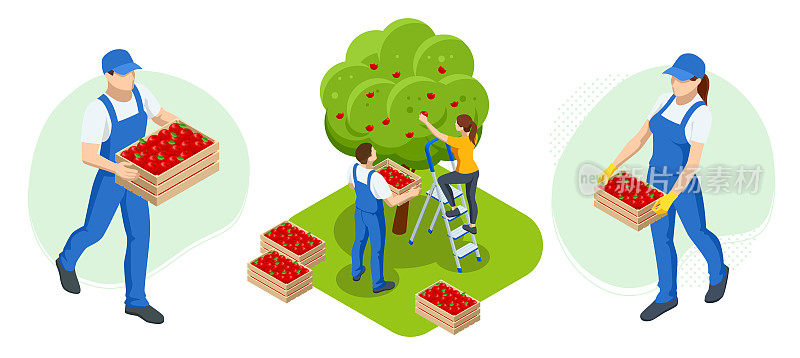 等距园丁，农民和工人照顾花园，种植农产品。果园里成熟的苹果等待收割