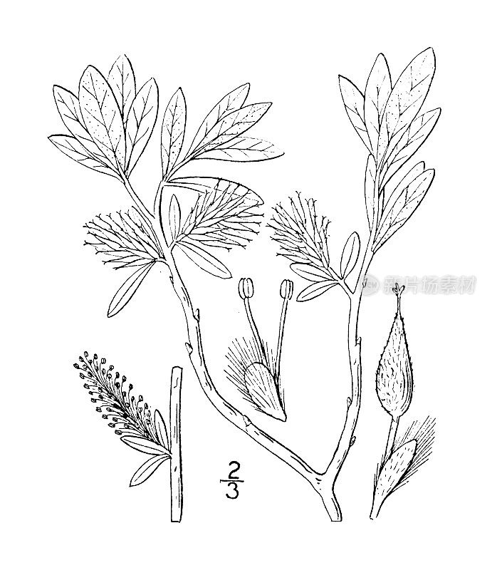 古植物学植物插图:银柳、银柳