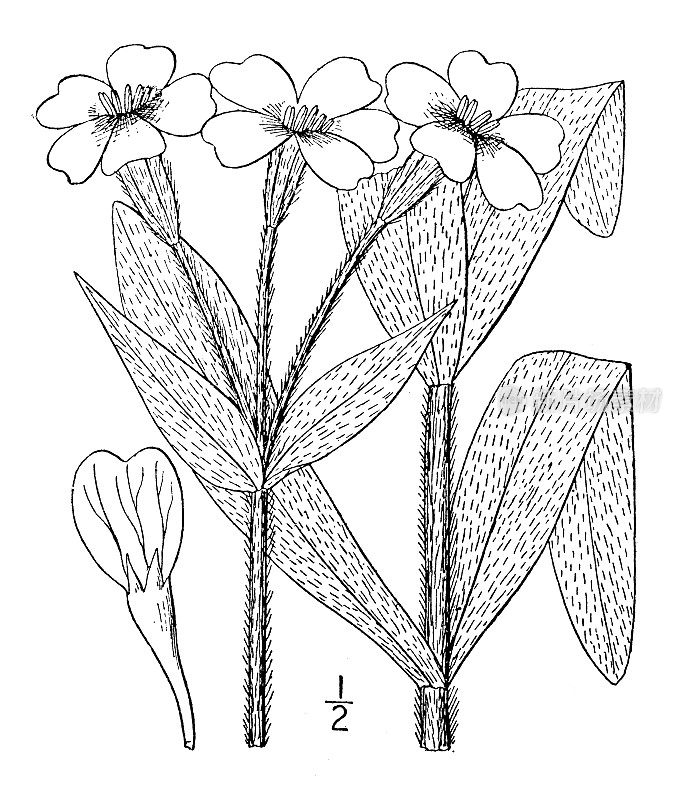 古董植物学植物插图:荔枝冠，毛蕊花粉