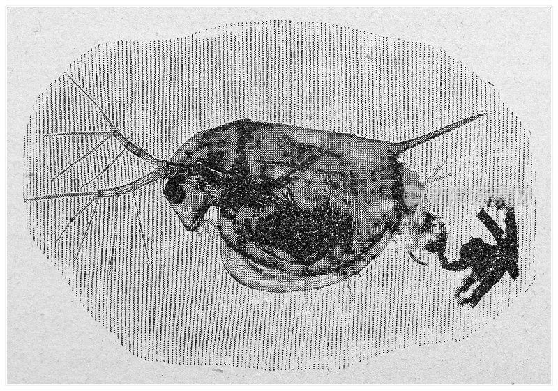 古董图:显微镜下的巴黎水，水蚤，水蚤