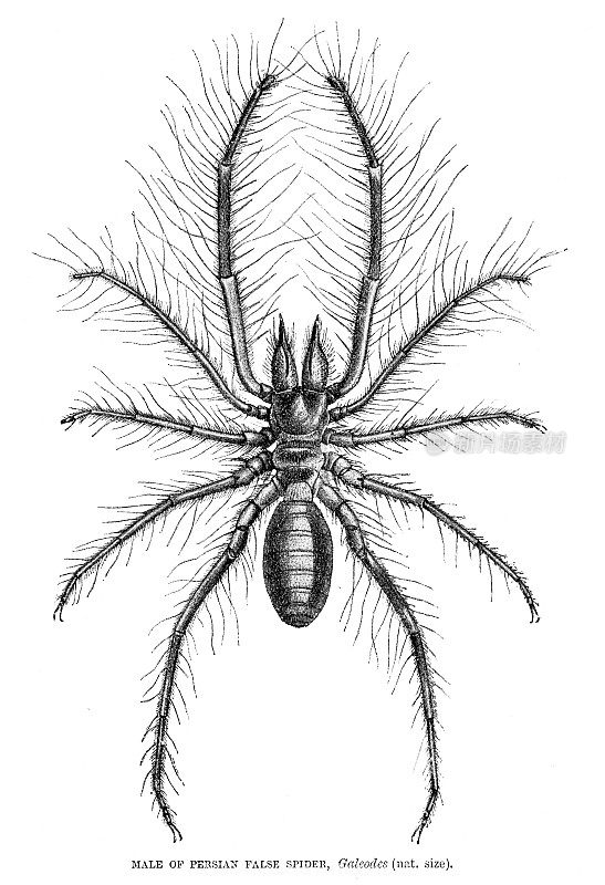 1896年波斯假蜘蛛雕刻
