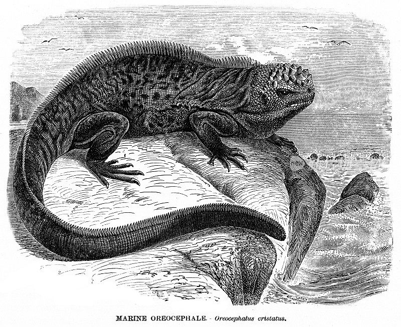 鬣蜥插图1892年